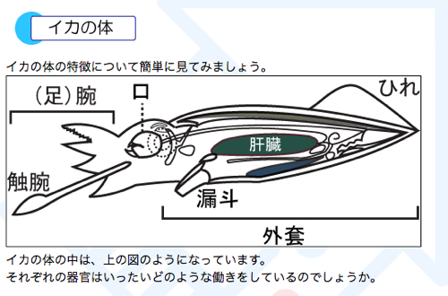 Appleさん ベーグルに続き今度はイカの絵文字 気管の位置が違うと突っ込まれる カミアプ Appleのニュースやit系の情報をお届け